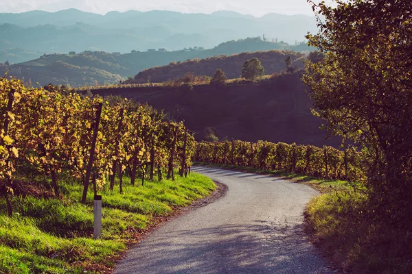 Route des vins slovène et autrichien — Photo