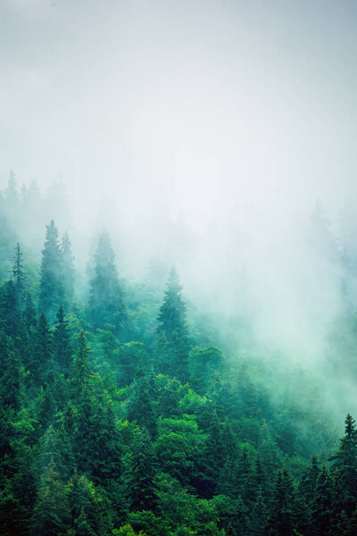 Туманный горный ландшафт