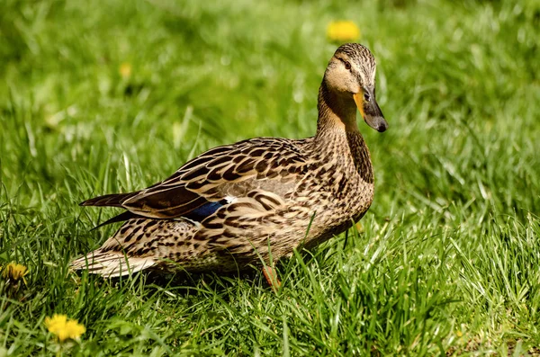 Single brown duck