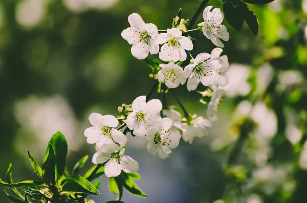 Rama kwiatów wiśni — Zdjęcie stockowe