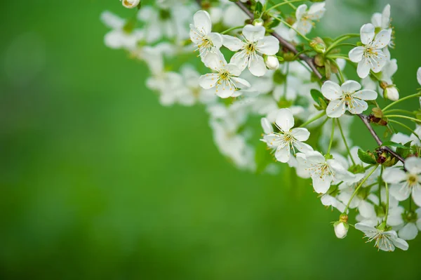 Moldura de flores de cereja — Fotografia de Stock