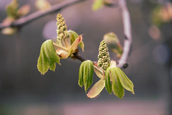 Kvetoucí kaštany — Stock fotografie