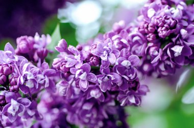 Bahar leylak çiçekleri