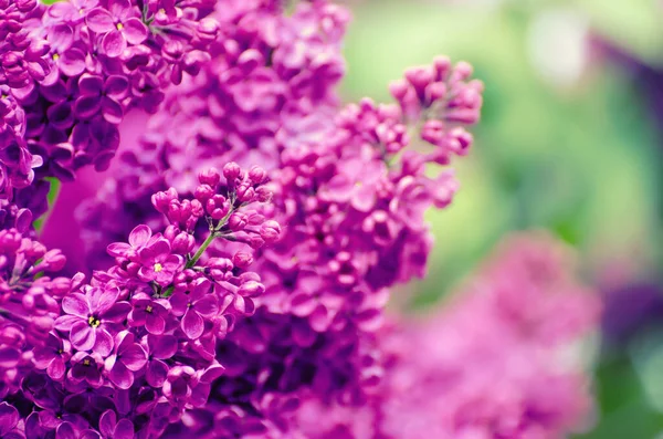 Printemps fleurs lilas — Photo