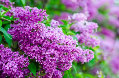 Bahar leylak çiçekleri