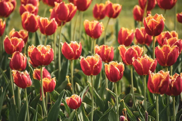 Fiori di tulipano arancione — Foto Stock