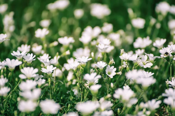 白春の花 — ストック写真