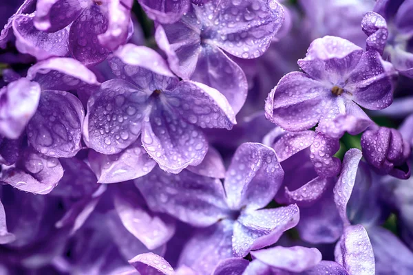 Lilac blommor makro — Stockfoto