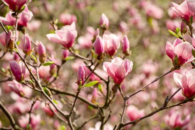 Magnolia bahar çiçekleri