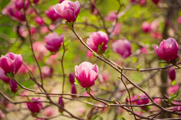 Magnolia fiori primaverili — Foto Stock