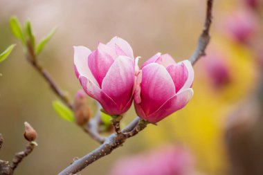 Magnolia bahar çiçekleri