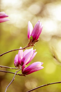 Magnolia bahar çiçekleri