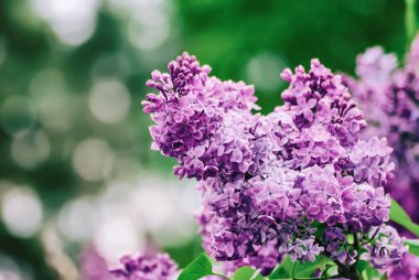 Bahar leylak çiçekleri