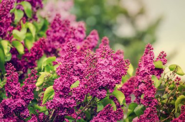 Bahar leylak çiçekleri