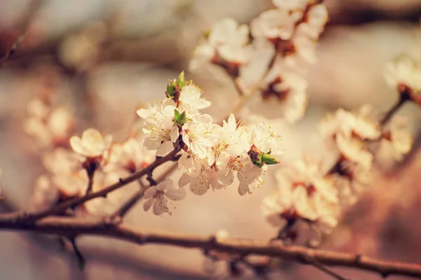 梅の花 — ストック写真