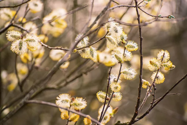 Blooming willow branch — Stock Photo, Image