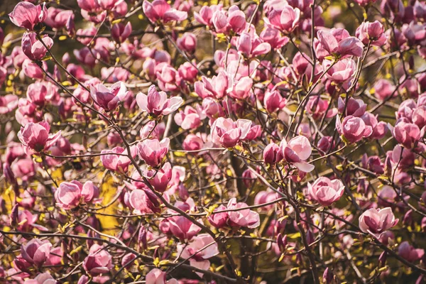 Magnolia fleurs de printemps — Photo