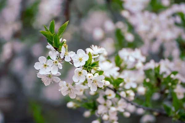 Kiraz çiçekleri çerçevesi