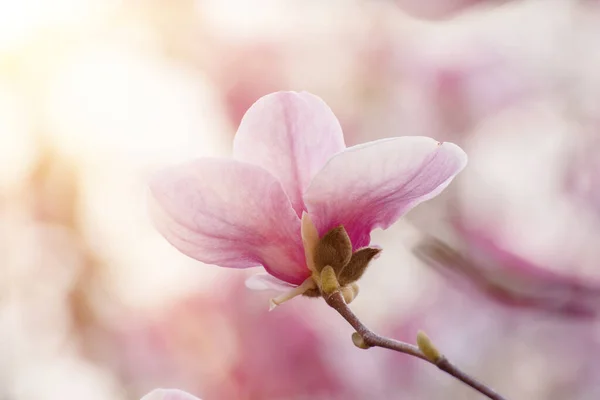 Magnolia lentebloemen — Stockfoto