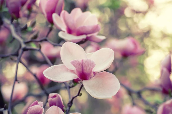 マグノリアの春の花 — ストック写真