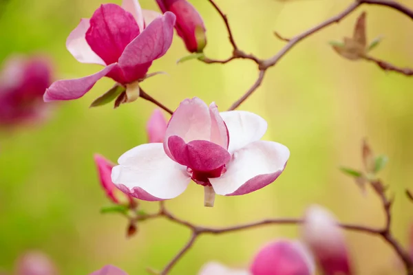 Magnolia lentebloemen — Stockfoto