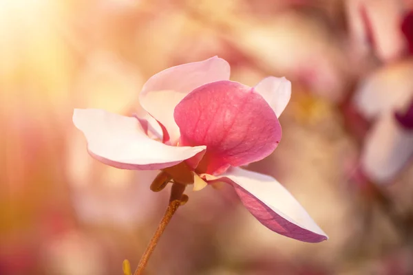 Magnolia lentebloemen — Stockfoto