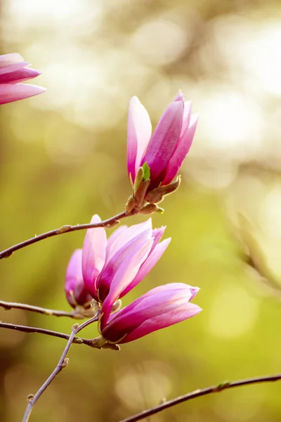 Magnolia lentebloemen — Stockfoto