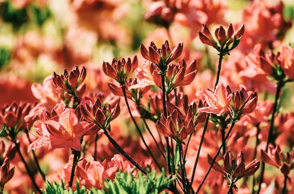 Rhododendron och azaleor i trädgården — Stockfoto