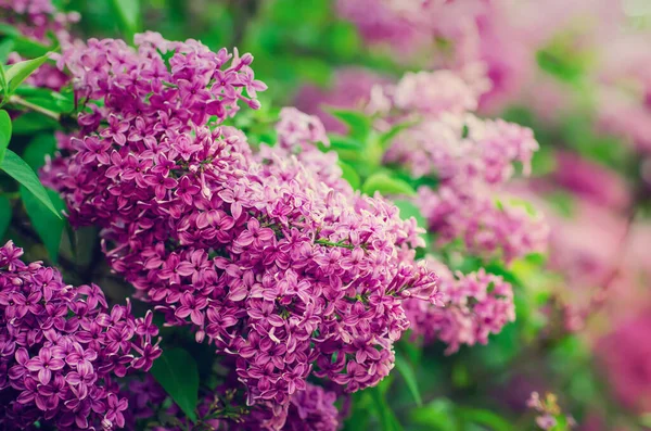 春のライラックの花 — ストック写真