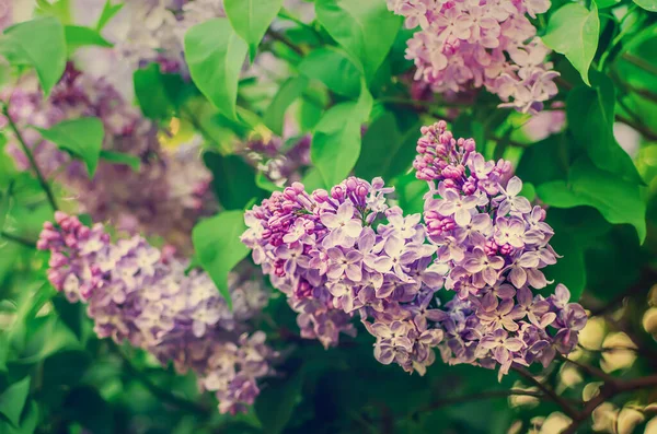 春のライラックの花 — ストック写真