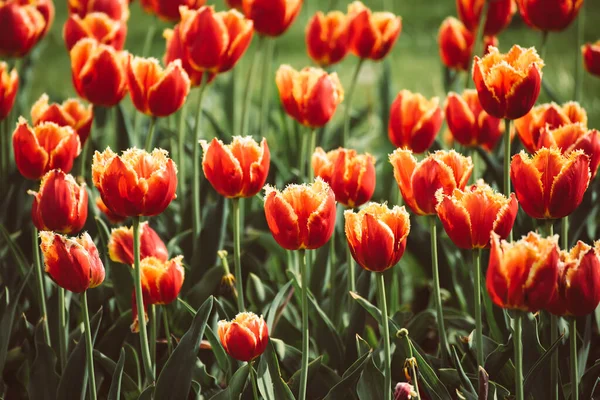 Apelsinblommor — Stockfoto