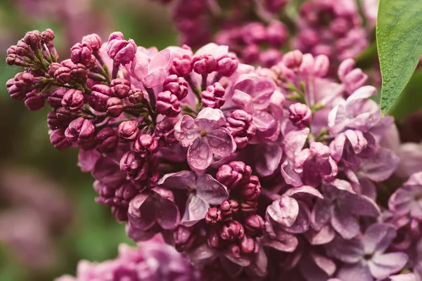 Printemps fleurs lilas — Photo