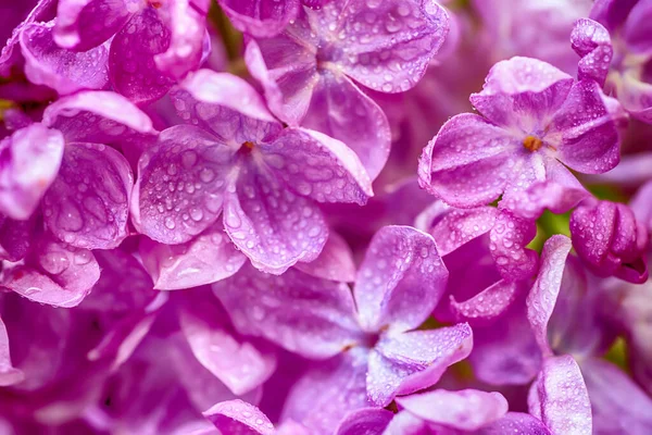 Macro fleurs de lilas — Photo