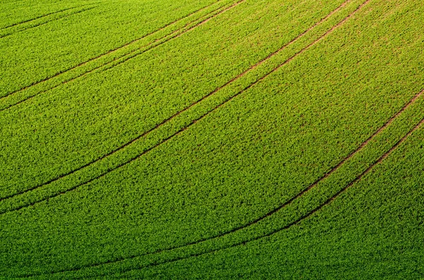 Grünes Gras Feld Hintergrund — Stockfoto