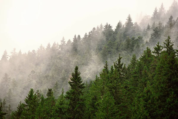 Paesaggio di montagna nebbioso — Foto Stock