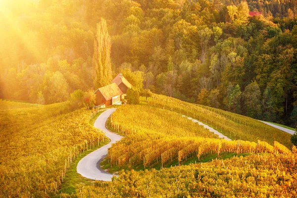 Herzförmige Weinstraße in Slowenien — Stockfoto
