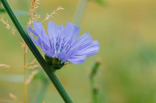 Chicory flower in nature — Stock Photo, Image