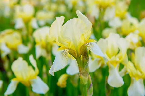 Irisblüte — Stockfoto