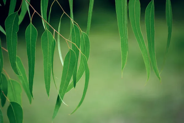 Feuilles vertes d'eucalyptus — Photo