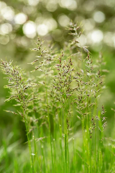 Natuurlijke abstracte zonnige achtergrond — Stockfoto