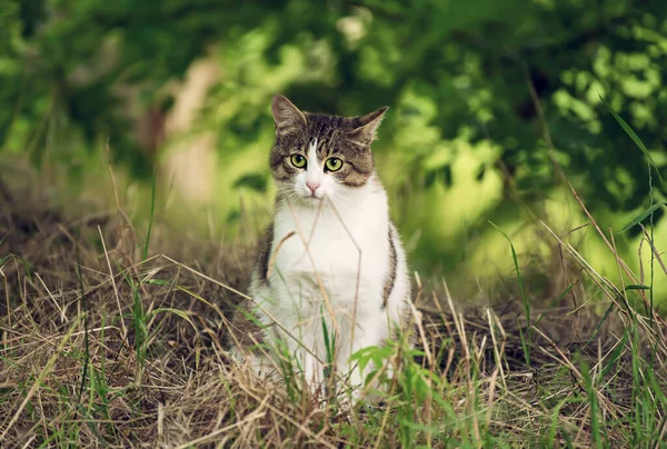 Retrato de gato callejero — Foto de Stock