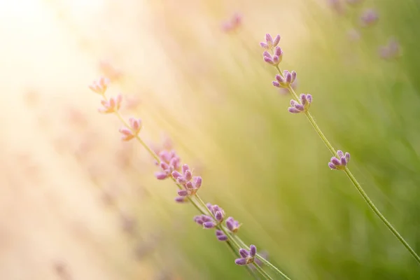 Lavender beautiful flowers — Stock Photo, Image
