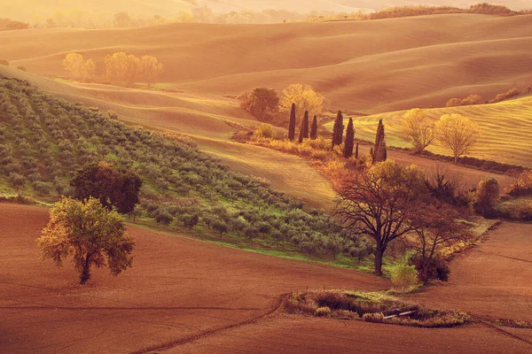 Тосканские поля и деревья — стоковое фото