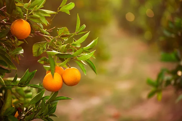 Tangerine soleado jardín —  Fotos de Stock