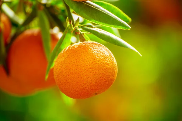 Mandarinka slunečná zahrada — Stock fotografie