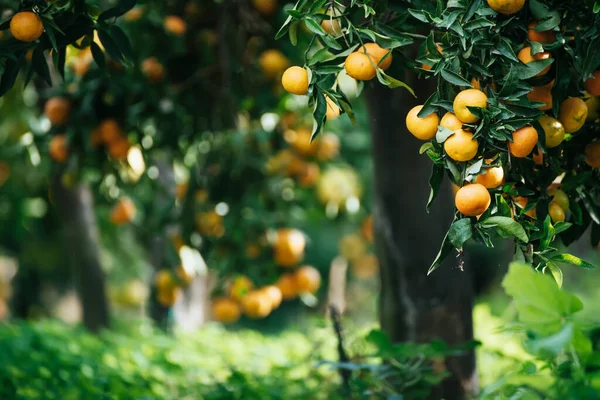 Tangerine słoneczny ogród — Zdjęcie stockowe