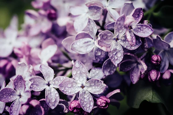 Lilac blomster makro - Stock-foto