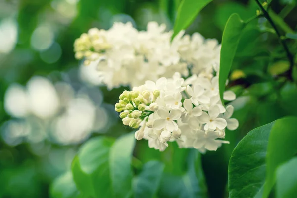 春ライラック白花 — ストック写真