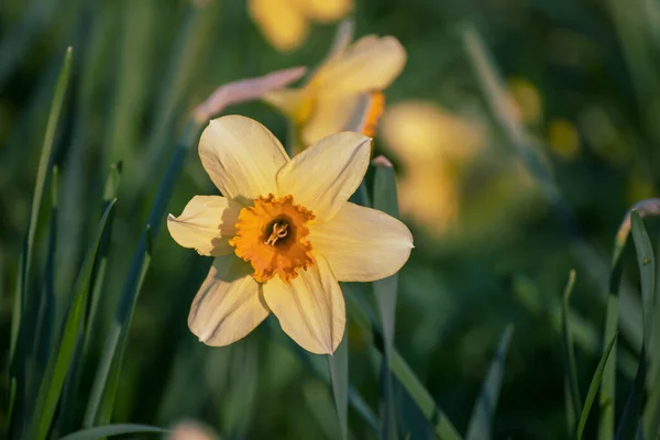 Bellissimi narcisi gialli — Foto Stock