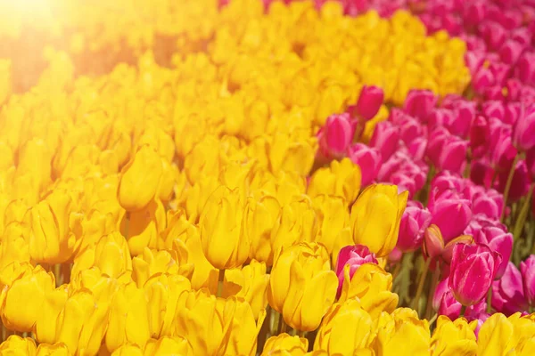 Fiori di tulipano multicolore — Foto Stock